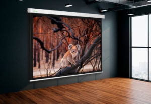  Cactus 168x299 Wallscreen CS-PSW-168x299 16:9 -  